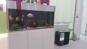 Akvarijum sa ribicama u čekaonici